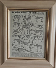 Load image into Gallery viewer, Vintage Framed Skeleton Print To What Animal Did That Skeleton Belong? Educational Zoological Anatom
