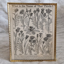 Load image into Gallery viewer, Vintage Botanical Thistle Plant Illustration – Framed Genuine Vintage Book Plate (1930s)