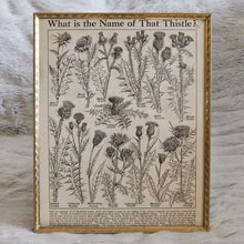 Load image into Gallery viewer, Vintage Botanical Thistle Plant Illustration – Framed Genuine Vintage Book Plate (1930s)