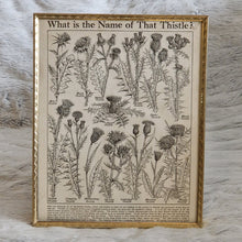 Load image into Gallery viewer, Vintage Botanical Thistle Plant Illustration – Framed Genuine Vintage Book Plate (1930s)