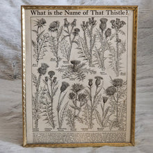 Load image into Gallery viewer, Vintage Botanical Thistle Plant Illustration – Framed Genuine Vintage Book Plate (1930s)