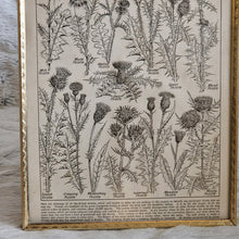 Load image into Gallery viewer, Vintage Botanical Thistle Plant Illustration – Framed Genuine Vintage Book Plate (1930s)