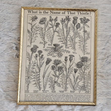 Load image into Gallery viewer, Vintage Botanical Thistle Plant Illustration – Framed Genuine Vintage Book Plate (1930s)