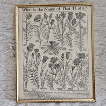Load image into Gallery viewer, Vintage Botanical Thistle Plant Illustration – Framed Genuine Vintage Book Plate (1930s)