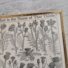 Load image into Gallery viewer, Vintage Botanical Thistle Plant Illustration – Framed Genuine Vintage Book Plate (1930s)