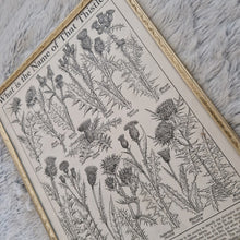 Load image into Gallery viewer, Vintage Botanical Thistle Plant Illustration – Framed Genuine Vintage Book Plate (1930s)