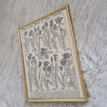Load image into Gallery viewer, Vintage Botanical Thistle Plant Illustration – Framed Genuine Vintage Book Plate (1930s)