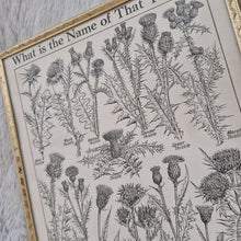 Load image into Gallery viewer, Vintage Botanical Thistle Plant Illustration – Framed Genuine Vintage Book Plate (1930s)