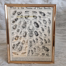 Load image into Gallery viewer, Vintage Beetle Insect Illustration Print In Frame Wall Hanging – Framed Genuine Vintage Book Plate (1930s)
