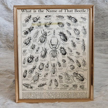 Load image into Gallery viewer, Vintage Beetle Insect Illustration Print In Frame Wall Hanging – Framed Genuine Vintage Book Plate (1930s)
