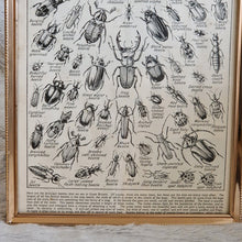 Load image into Gallery viewer, Vintage Beetle Insect Illustration Print In Frame Wall Hanging – Framed Genuine Vintage Book Plate (1930s)