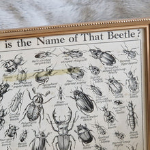 Load image into Gallery viewer, Vintage Beetle Insect Illustration Print In Frame Wall Hanging – Framed Genuine Vintage Book Plate (1930s)