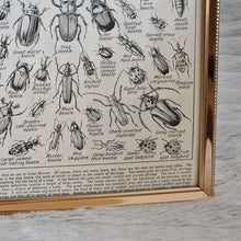Load image into Gallery viewer, Vintage Beetle Insect Illustration Print In Frame Wall Hanging – Framed Genuine Vintage Book Plate (1930s)