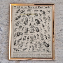 Load image into Gallery viewer, Vintage Beetle Insect Illustration Print In Frame Wall Hanging – Framed Genuine Vintage Book Plate (1930s)