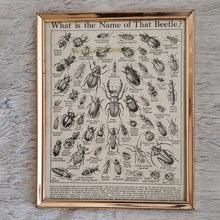 Load image into Gallery viewer, Vintage Beetle Insect Illustration Print In Frame Wall Hanging – Framed Genuine Vintage Book Plate (1930s)