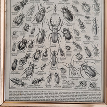 Load image into Gallery viewer, Vintage Beetle Insect Illustration Print In Frame Wall Hanging – Framed Genuine Vintage Book Plate (1930s)