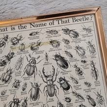 Load image into Gallery viewer, Vintage Beetle Insect Illustration Print In Frame Wall Hanging – Framed Genuine Vintage Book Plate (1930s)