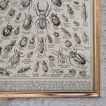 Load image into Gallery viewer, Vintage Beetle Insect Illustration Print In Frame Wall Hanging – Framed Genuine Vintage Book Plate (1930s)