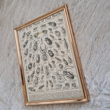 Load image into Gallery viewer, Vintage Beetle Insect Illustration Print In Frame Wall Hanging – Framed Genuine Vintage Book Plate (1930s)