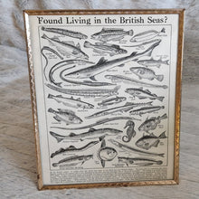 Load image into Gallery viewer, Vintage Fish Illustrations Print Wall Hanging Frame – Framed Genuine Vintage Book Plate (1930s)