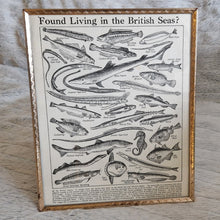Load image into Gallery viewer, Vintage Fish Illustrations Print Wall Hanging Frame – Framed Genuine Vintage Book Plate (1930s)