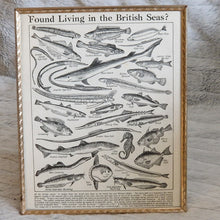 Load image into Gallery viewer, Vintage Fish Illustrations Print Wall Hanging Frame – Framed Genuine Vintage Book Plate (1930s)