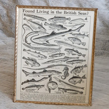 Load image into Gallery viewer, Vintage Fish Illustrations Print Wall Hanging Frame – Framed Genuine Vintage Book Plate (1930s)
