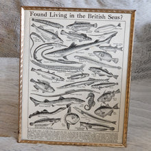 Load image into Gallery viewer, Vintage Fish Illustrations Print Wall Hanging Frame – Framed Genuine Vintage Book Plate (1930s)