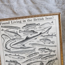 Load image into Gallery viewer, Vintage Fish Illustrations Print Wall Hanging Frame – Framed Genuine Vintage Book Plate (1930s)