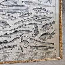 Load image into Gallery viewer, Vintage Fish Illustrations Print Wall Hanging Frame – Framed Genuine Vintage Book Plate (1930s)