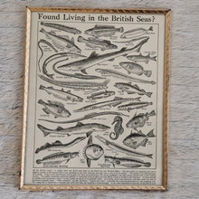 Load image into Gallery viewer, Vintage Fish Illustrations Print Wall Hanging Frame – Framed Genuine Vintage Book Plate (1930s)