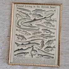 Load image into Gallery viewer, Vintage Fish Illustrations Print Wall Hanging Frame – Framed Genuine Vintage Book Plate (1930s)
