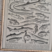 Load image into Gallery viewer, Vintage Fish Illustrations Print Wall Hanging Frame – Framed Genuine Vintage Book Plate (1930s)