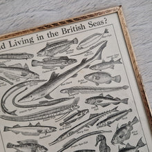 Load image into Gallery viewer, Vintage Fish Illustrations Print Wall Hanging Frame – Framed Genuine Vintage Book Plate (1930s)