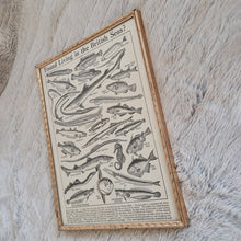 Load image into Gallery viewer, Vintage Fish Illustrations Print Wall Hanging Frame – Framed Genuine Vintage Book Plate (1930s)