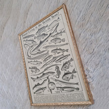 Load image into Gallery viewer, Vintage Fish Illustrations Print Wall Hanging Frame – Framed Genuine Vintage Book Plate (1930s)