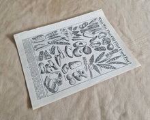 Load image into Gallery viewer, Old Flint Image Illustrations Vintage Drawing Image Book Plate, What Was That Flint Used For? Old An