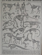 Load image into Gallery viewer, Vintage Framed Skeleton Print To What Animal Did That Skeleton Belong? Educational Zoological Anatom