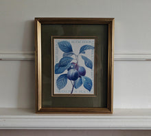 Load image into Gallery viewer, Vintage Botanical Print Royal Plum by Pierre-Joseph Redouté , Galison Museum Reproduction – 28x22.5c