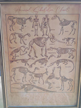Load image into Gallery viewer, Vintage Style Animal Skeleton Chart Print in A4 Wooden Frame with Gold Border – Natural History Wall