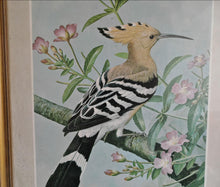Load image into Gallery viewer, Vintage Bird Print Hoopoe - Great Willow Herb by Basil Ede , Framed Nature Illustration , 39x28.5cm