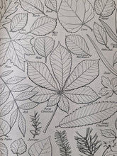 Load image into Gallery viewer, Vintage Book Plate: Botanical Leaf Leaves Illustrations What Leaf is That? Foliage Of Ideal for fram