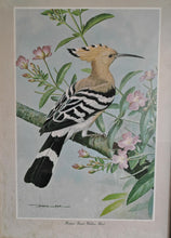 Load image into Gallery viewer, Vintage Bird Print Hoopoe - Great Willow Herb by Basil Ede , Framed Nature Illustration , 39x28.5cm