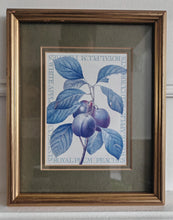 Load image into Gallery viewer, Vintage Botanical Print Royal Plum by Pierre-Joseph Redouté , Galison Museum Reproduction – 28x22.5c