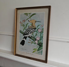 Load image into Gallery viewer, Vintage Bird Print Hoopoe - Great Willow Herb by Basil Ede , Framed Nature Illustration , 39x28.5cm