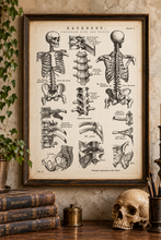 Load image into Gallery viewer, Vintage Human Anatomy Backbone Spine Skeleton Medical Diagram A4 Art Print