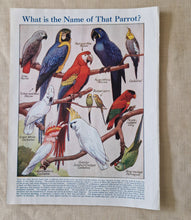 Load image into Gallery viewer, Vintage Drawing Image Book Plate Parrot Bird Image Illustrations What is the Name Of That Parrot? Co
