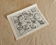 Load image into Gallery viewer, Ray Fish Image Illustrations Vintage Drawing Image Book Plate, What is The Name of That Fish? Old An