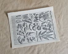 Load image into Gallery viewer, Old Flint Image Illustrations Vintage Drawing Image Book Plate, What Was That Flint Used For? Old An