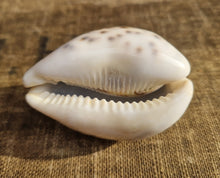 Load image into Gallery viewer, Cypraea Tigris Tiger Cowrie Large Sea Snail Shell Beach Home Decor Nautical